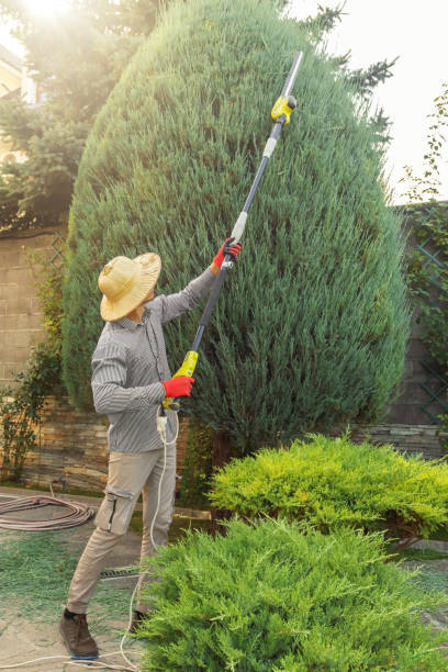 Dead Tree Removal in Dickson City, PA